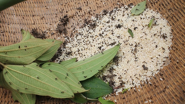 Each weaver ant egg is as small as a rice grain and has a milky colour.