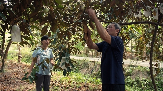 Farmers in Tien Giang province cover star apples in preparation to export the fruit to the US. (Photo: NDO)