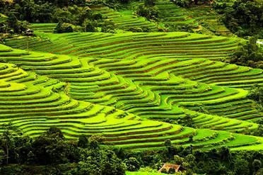 Hoang Su Phi terraced fields receive national heritage certificate