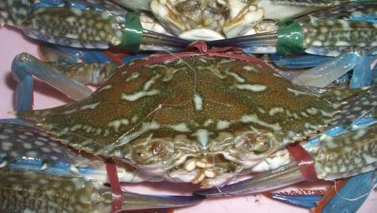 Vietnam leads fresh blue crab exports to Japan