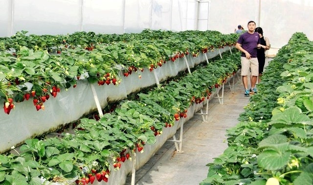 Visitors wander through the fruitful strawberry garden.