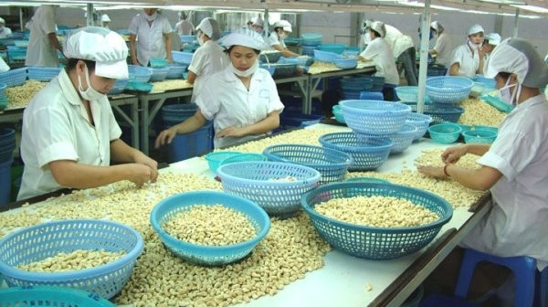Hapro inaugurates cashew export company in Binh Duong