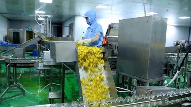 A chili packing line for export in Vietnam (Photo: VNA)