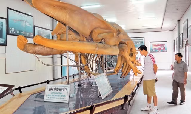Visitors admire the skeleton of a humpback whale, which is 18 metres in length and 10 tonnes in weight, on display at the National Oceanographic Museum of Vietnam