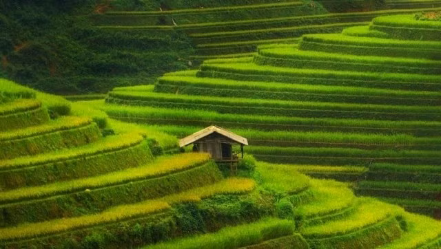 Each year, the colours change from green in late spring and summer to yellow in October as the rice ripens. (Photo: cntraveler.com)