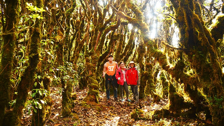 Near the peak, sunlight appears through the mossy trees.