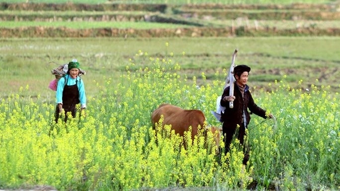 Rural areas in Vietnam’s 12 provinces show clear signs of economic progress