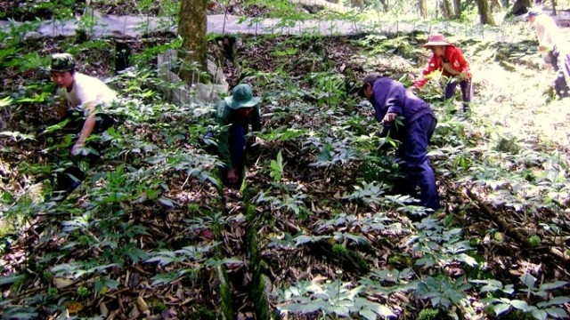 Ginseng was first found on Ngọc Linh Mountain on the border between the Central Highlands Kon Tum province and Quang Nam in the late 1960s. (Credit: VNA)