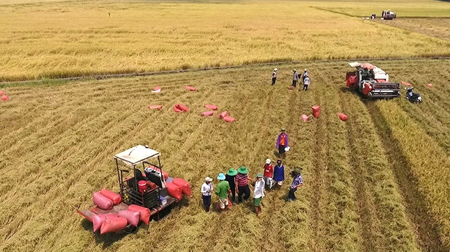 Harvesting rice in the Mekong Delta. (Photo: Ba Dung)