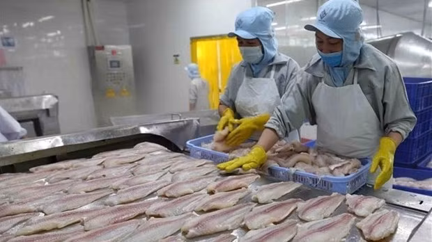 Processing tra fish for export (Photo: VNA)