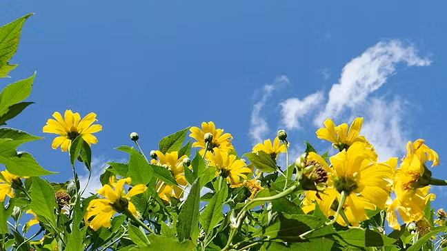 At the Ba Vi National Park, wild sunflowers bloom in late fall and early winter.