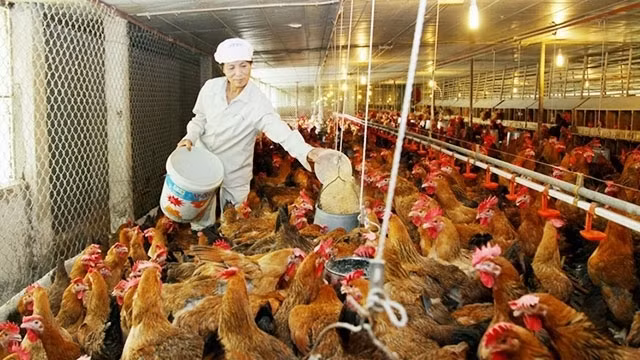 The chicken farm of a household in Huong Dao commune, Tam Duong district, Vinh Phuc province. (Photo: NGUYEN LUONG)