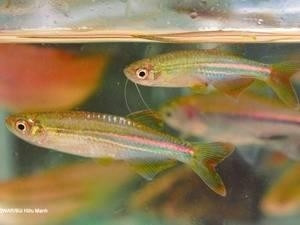 12 new freshwater fish species found in Vietnam