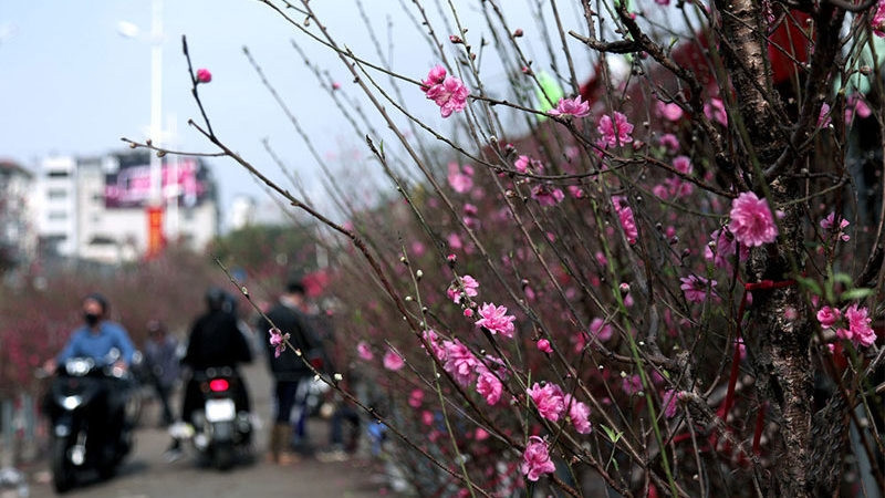 Cold weather predicted for northern region during Tet 