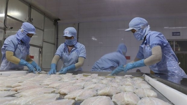 Tra fish processed at An My Fish Joint Stock Company in An Giang province's Thoai Son district (Photo: VNA)