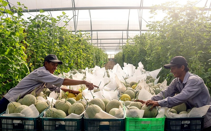 Harvesting nets at Unifarm’s An Thai Hi-tech Agricultural Park.