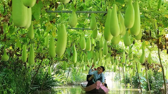 Rural tourism has not only helped farmers to improve their income but also developed the agricultural sector in Dong Thap province.