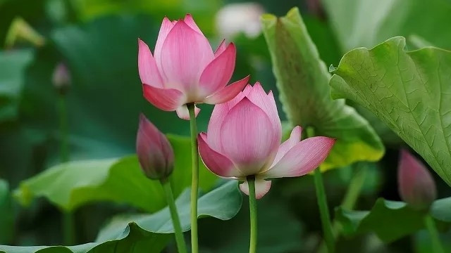 The lotus pond in An Phu commune, My Duc district, Hanoi, in full bloom.