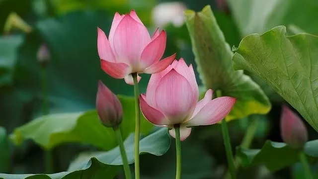 The lotus pond in An Phu commune, My Duc district, Hanoi, in full bloom.