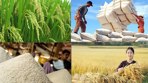 Logo design contest to promote Vietnam’s national rice brand 