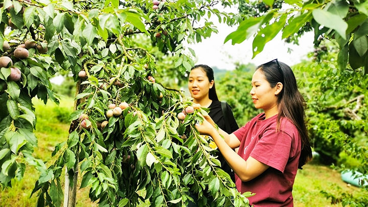 In recent years, tours to plum gardens have become an attractive tourist product of Moc Chau. (Photo: NDO/Hai Lam)