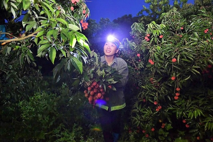People in Chu township, Luc Ngan district, Bac Giang province eagerly harvesting early maturing lychee from the 2020 crop. 