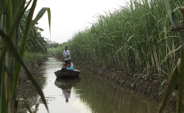 Illustrative image (Photo: VNA)