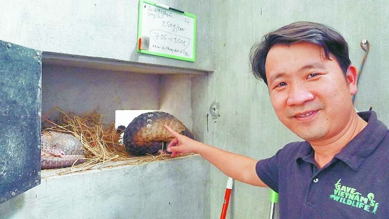 Tran Quang Phuong,Director of the Carnivore and Pangolin Conservation Programme, and pangolins waiting to be released back into the wild.