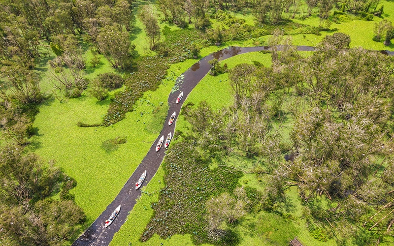 Tourists visit Tra Su Melaleuca forest, Van Giao Commune, Tinh Bien District, An Giang Province. (Photo: Nguyen Chau)