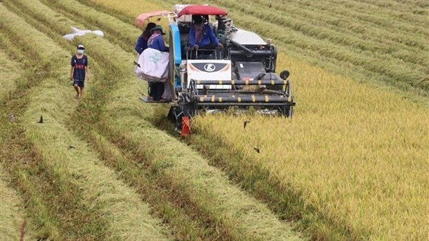 Rice crop harvest in the Mekong Delta province of Dong Thap. (Photo: VNA)