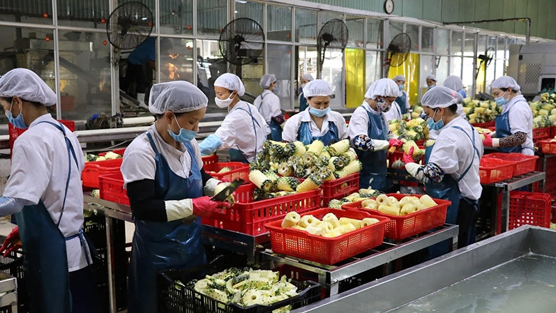 The Dong Giao Foodstuff Export Joint Stock Company (Doveco) in Ninh Binh province has successfully built many production chains in the processing and consumption of agricultural products. (Photo: DUC PHUONG) 