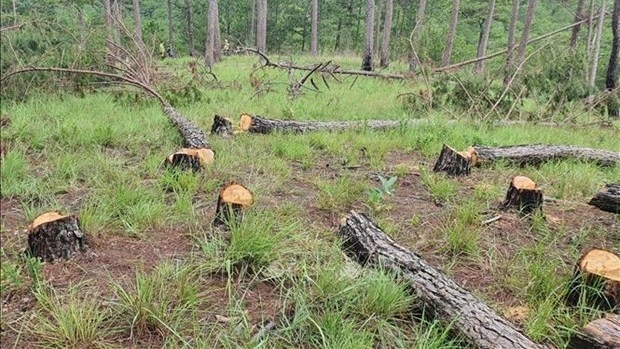 The Prime Minister has required ministries, sectors and localities to strengthen forest management and protection. (Image for illustration/Source: VNA)