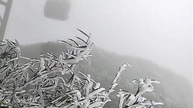 Frost covers trees in Fansipan peak (Photo: VNA)