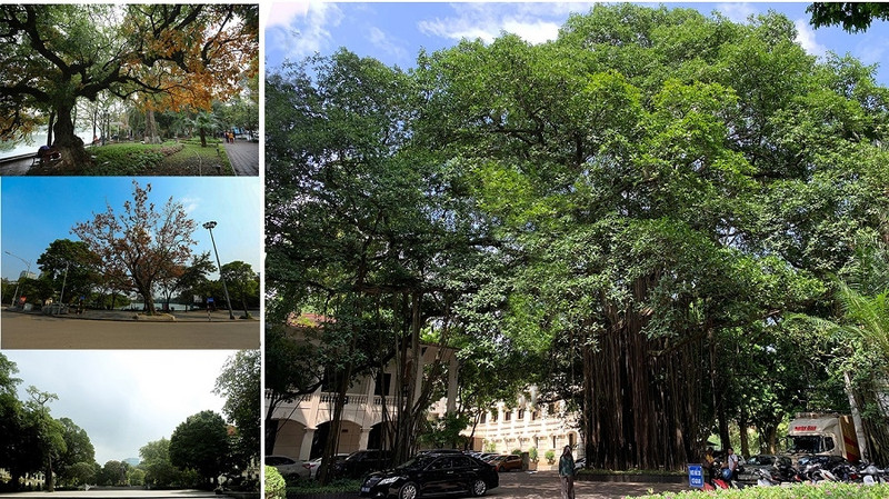 Many ancient trees have lived for uncountable rainy and sunny seasons on Hanoi’s ancient streets.