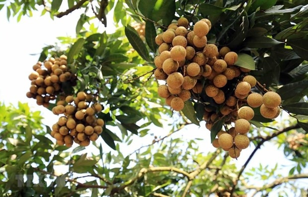 Vietnam's Hung Yen longan. (Photo: VNA)