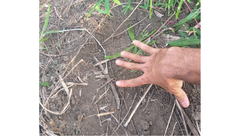 Elephant footprints are seen in border communes of Chu Prong district in Central Highlands province of Gia Lai. (Photo: VNA)