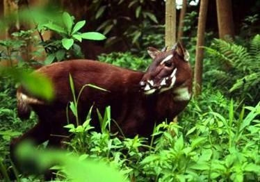 The saola is one of the rarest and most mysterious animals on earth.