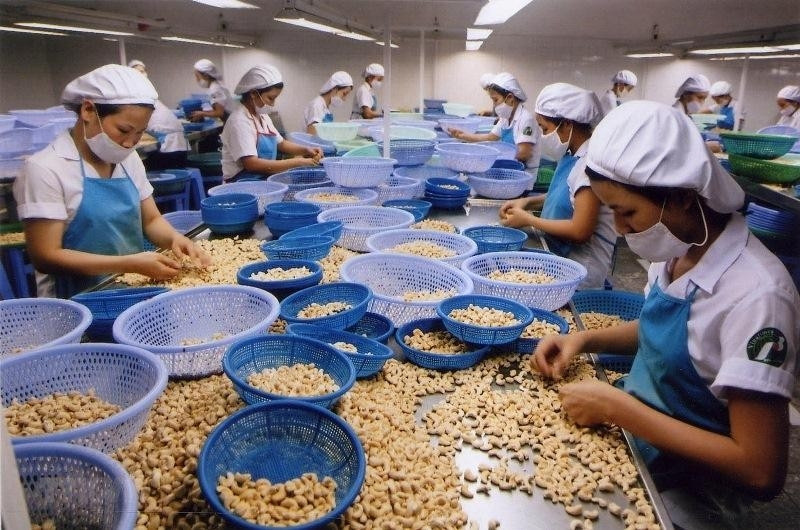 The global cashew nut market is forecast to grow by an average of 4.6% in the 2022-2027 period. (Photo: VNA)