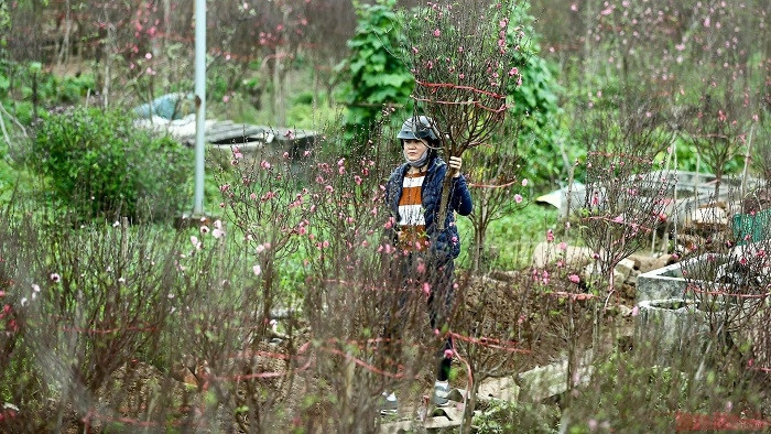 Customers choose peach trees in Tay Ho district in Hanoi (Photo: NDO)