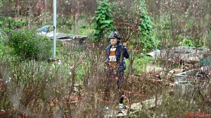 Customers choose peach trees in Tay Ho district in Hanoi (Photo: NDO)