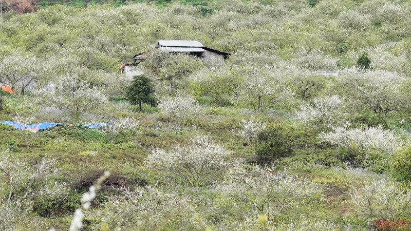 As one of the largest plum growing areas in Son La today, Mu Nau valley belongs to sub-zone 13, near the centre of Moc Chau town.