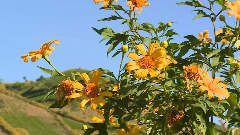 Mexican sunflowers at Chu Dang Ya Volcano in Gia Lai province (Photo: VOV)