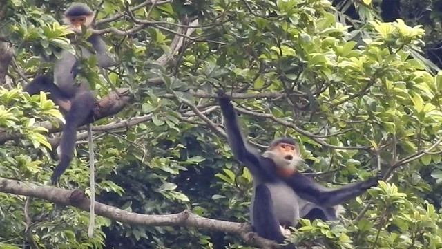 Grey-shanked douc langurs in Quang Nam province’s Nui Thanh district. (Photo: NDO/Quoc Viet)