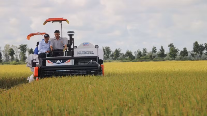 A rice field in An Giang Province (Photo: VNA)