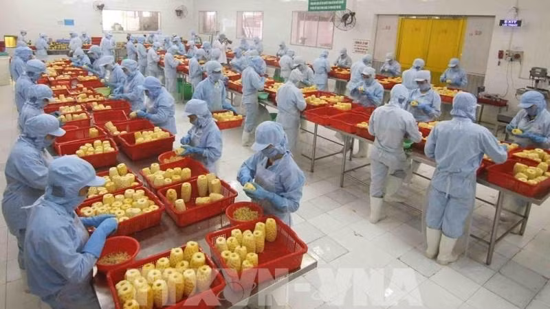 Vietnam's processed fruit and vegetable products are gradually meeting the requirements of US consumers. (Photo: VNA)