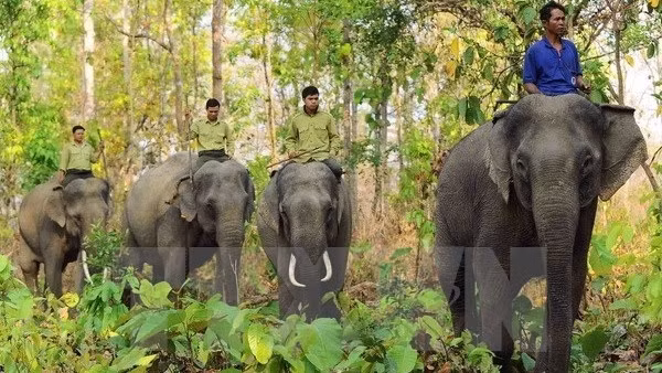 Illustrative image (Source: VNA)