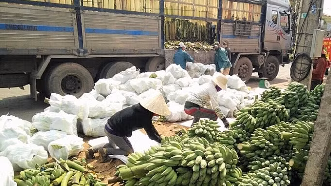 Vietnam has exported nine types of fruits to China, namely dragon fruit, longan, mango, lychee, banana, jackfruit, rambutan, watermelon and mangosteen.