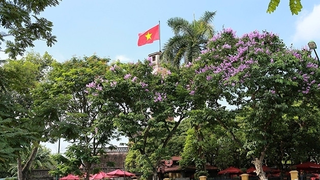 Giant crape-myrtle flowers add a touch of purple to the summer of Hanoi every May.