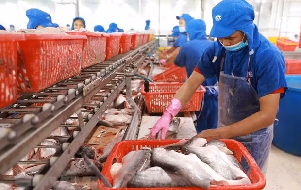 Workers at a tra fish processing factory (Photo: VNA)