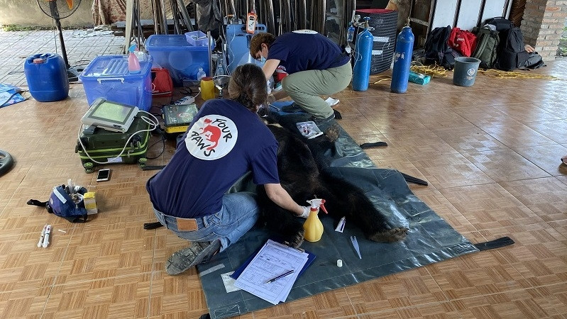 A bear has a medical checkup before being transferred to the rescue centre. (Photo: ENV)